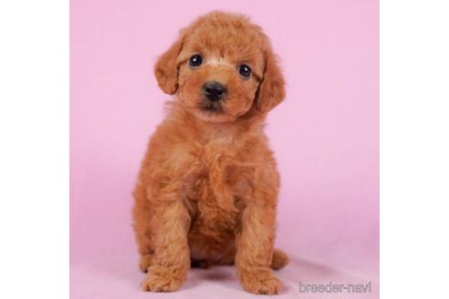 成約済の東京都のトイプードル-232910の3枚目