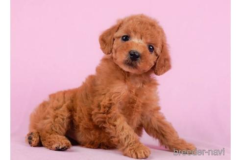 成約済の東京都のトイプードル-232910の4枚目