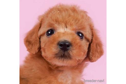 成約済の東京都のトイプードル-232910の1枚目