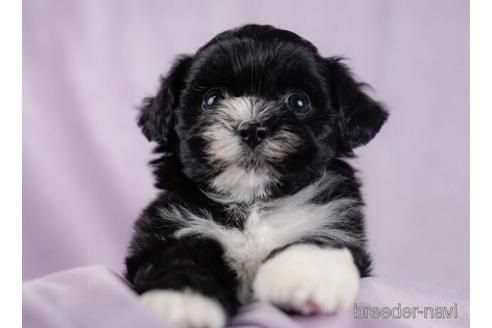 成約済の東京都のミックス犬-232917の2枚目