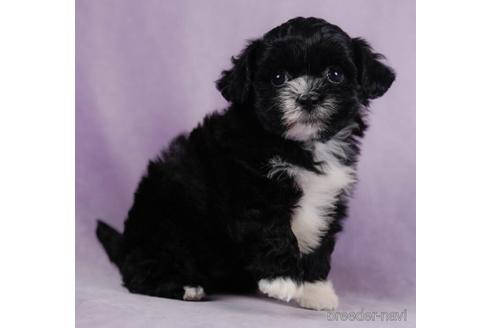 成約済の東京都のミックス犬-232917の4枚目