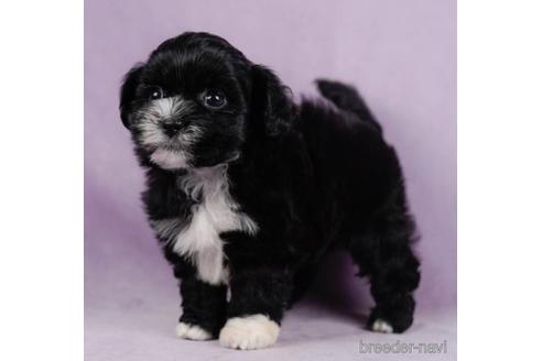 成約済の東京都のミックス犬-232917の1枚目