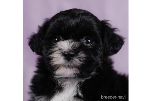 成約済の東京都のミックス犬-232917の5枚目