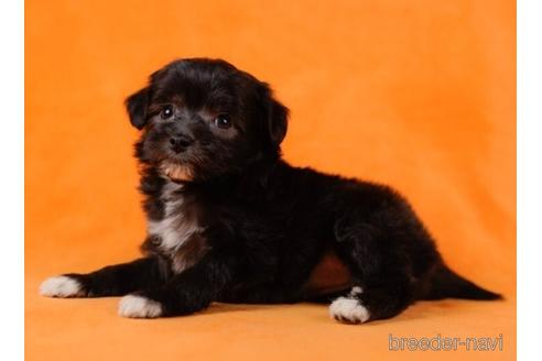 成約済の東京都のチワプー:チワワ×トイプードル-232919の2枚目