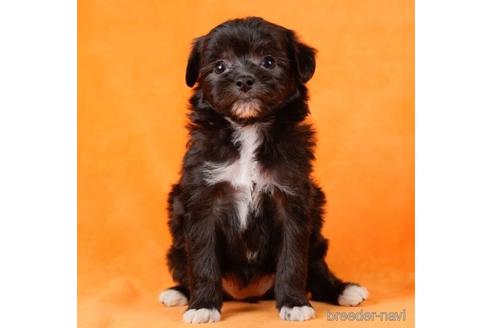 成約済の東京都のチワプー:チワワ×トイプードル-232919の4枚目