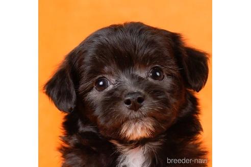 成約済の東京都のチワプー:チワワ×トイプードル-232919の1枚目