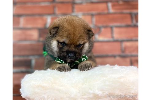 成約済の福岡県の豆柴-232922の7枚目