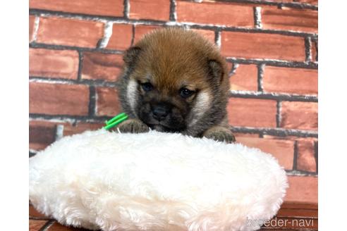 成約済の福岡県の豆柴-232922の5枚目