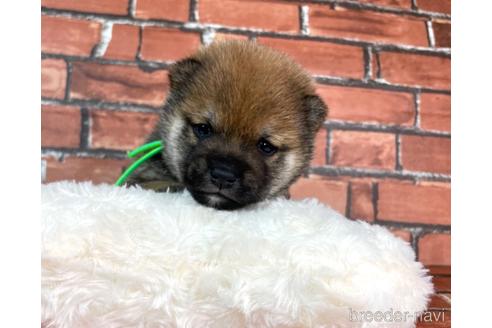 成約済の福岡県の豆柴-232922の6枚目