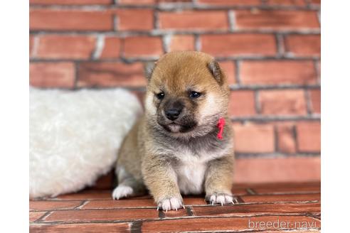 成約済の福岡県の豆柴-232926の24枚目