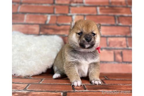 成約済の福岡県の豆柴-232926の26枚目