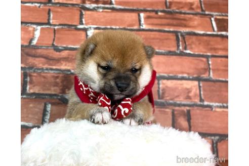 成約済の福岡県の豆柴-232926の25枚目