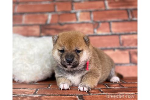 成約済の福岡県の豆柴-232926の23枚目