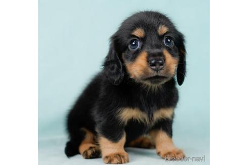 成約済の東京都のカニンヘンダックスフンド(ロングヘアード)-232927の2枚目