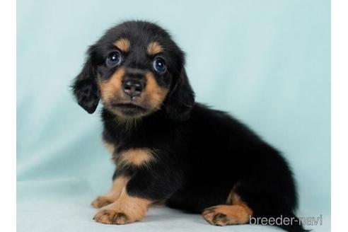 成約済の東京都のカニンヘンダックスフンド(ロングヘアード)-232927の3枚目