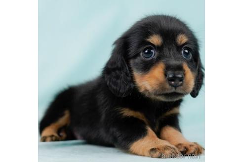 成約済の東京都のカニンヘンダックスフンド(ロングヘアード)-232927の1枚目
