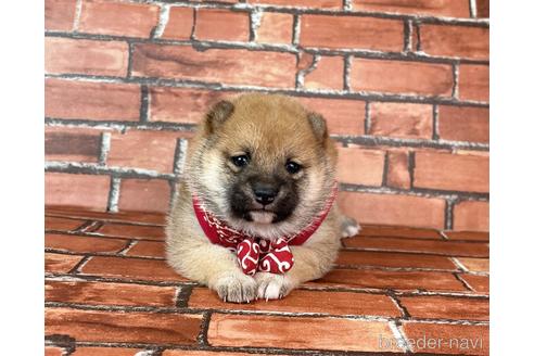 成約済の福岡県の豆柴-232933の27枚目