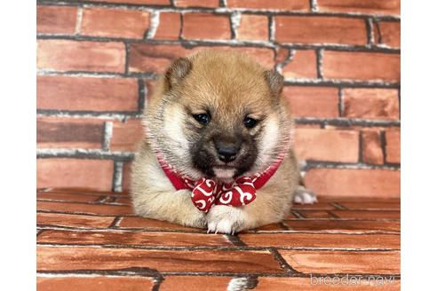 成約済の福岡県の豆柴-232933の26枚目