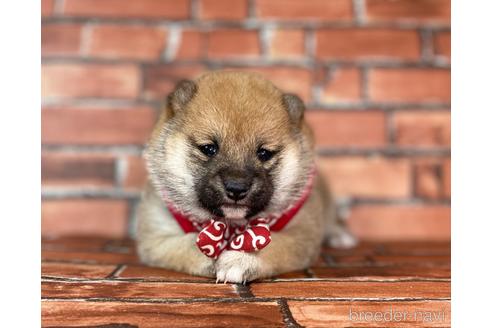 成約済の福岡県の豆柴-232933の25枚目