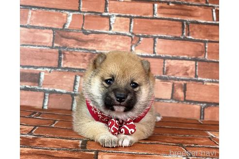 成約済の福岡県の豆柴-232933の24枚目