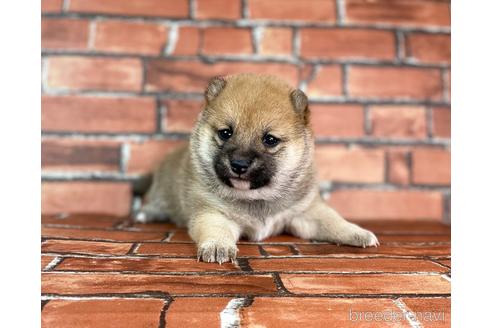 成約済の福岡県の豆柴-232933の23枚目