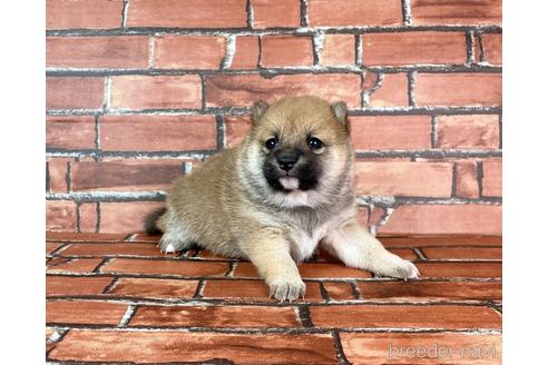 成約済の福岡県の豆柴-232933の22枚目