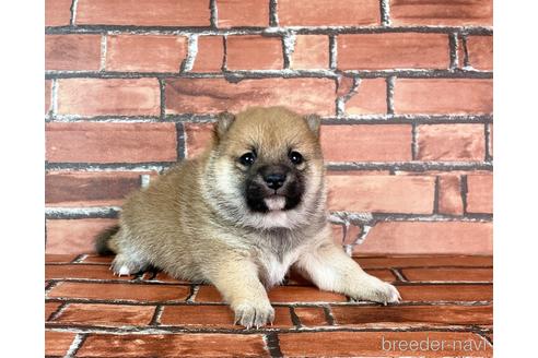 成約済の福岡県の豆柴-232933の21枚目