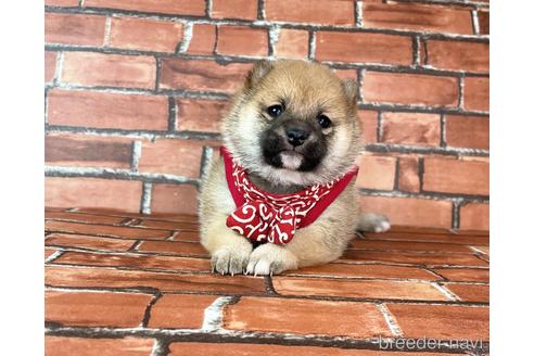 成約済の福岡県の豆柴-232933の20枚目