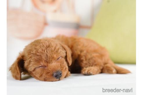 成約済の神奈川県のタイニープードル-232934の2枚目