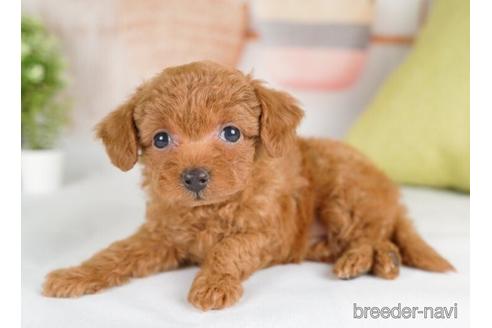 成約済の神奈川県のタイニープードル-232934の3枚目