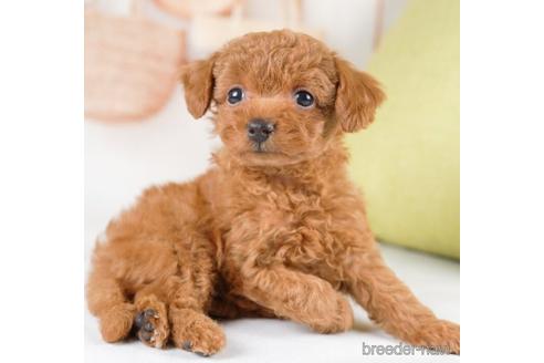 成約済の神奈川県のタイニープードル-232934の4枚目