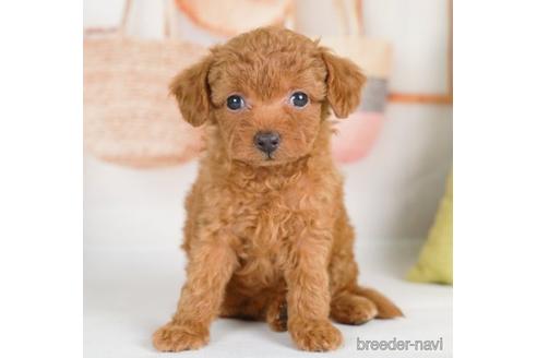 成約済の神奈川県のタイニープードル-232934の1枚目