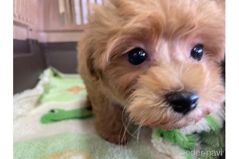 商談中の愛媛県のマルプー:マルチーズ×トイプードル-232938