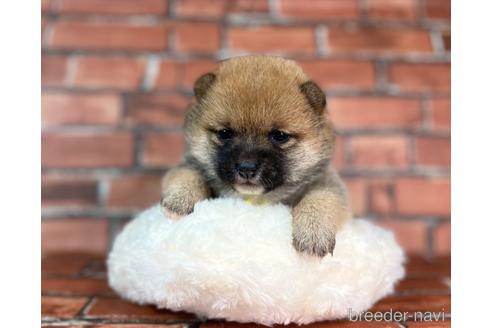 成約済の福岡県の豆柴-232935の9枚目