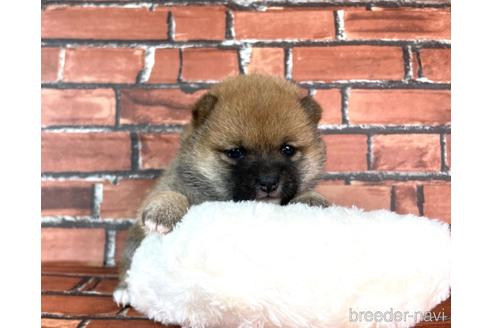 成約済の福岡県の豆柴-232935の10枚目