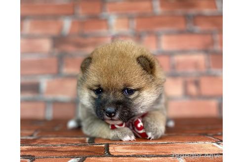 成約済の福岡県の豆柴-232935の11枚目