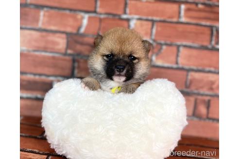 成約済の福岡県の豆柴-232935の12枚目