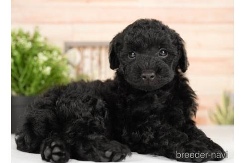 成約済の神奈川県のトイプードル-232936の5枚目