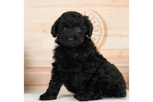 成約済の神奈川県のトイプードル-232936の4枚目