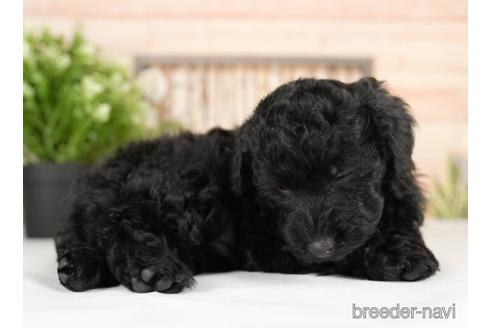 成約済の神奈川県のトイプードル-232936の3枚目