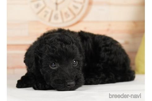 成約済の神奈川県のトイプードル-232936の2枚目