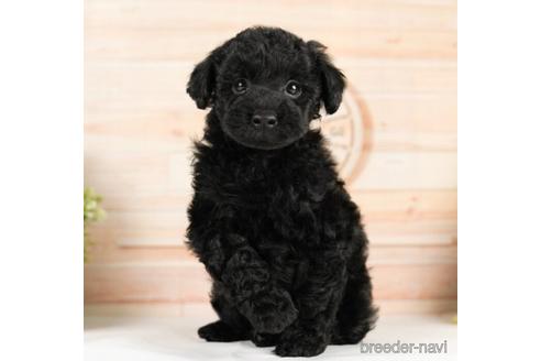 成約済の神奈川県のトイプードル-232936