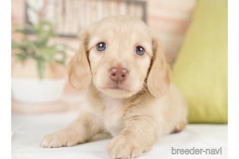 成約済の神奈川県のカニンヘンダックスフンド(ロングヘアード)-232939の2枚目