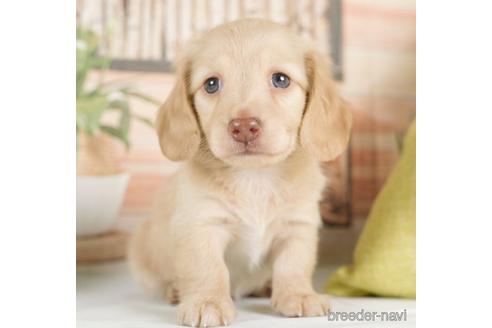 成約済の神奈川県のカニンヘンダックスフンド(ロングヘアード)-232939の3枚目