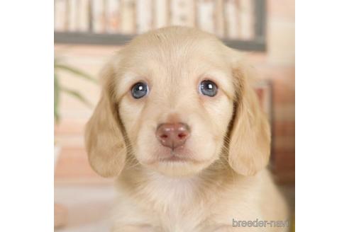 成約済の神奈川県のカニンヘンダックスフンド(ロングヘアード)-232939