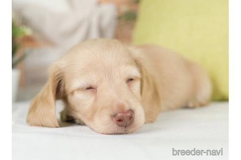 成約済の神奈川県のカニンヘンダックスフンド(ロングヘアード)-232939の4枚目