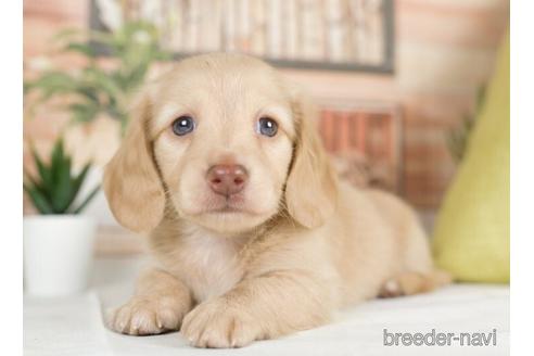 成約済の神奈川県のカニンヘンダックスフンド(ロングヘアード)-232939の5枚目