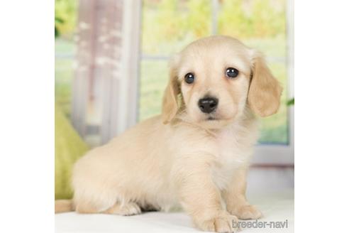 成約済の神奈川県のカニンヘンダックスフンド(ロングヘアード)-232941