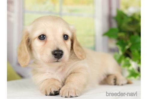 成約済の神奈川県のカニンヘンダックスフンド(ロングヘアード)-232941の2枚目