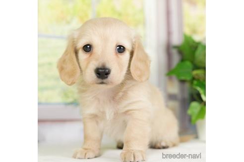 成約済の神奈川県のカニンヘンダックスフンド(ロングヘアード)-232941の4枚目